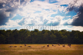 Fototapety Pasture