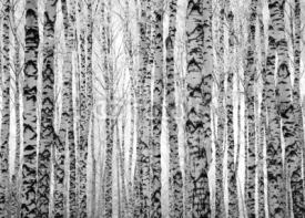 Fototapety Winter trunks birch trees