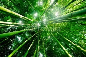 Fototapety Bambou zen forêt