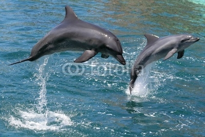 Bottlenose dolphins leaping out of the water
