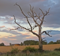 Fototapety lonely tree