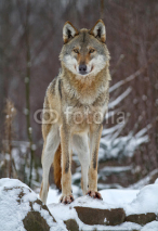 Fototapety Wolf