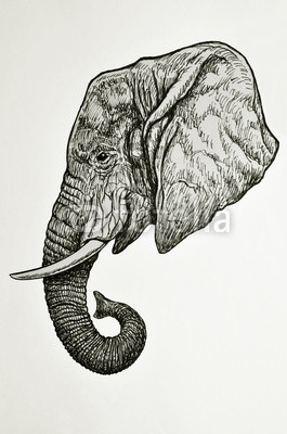 testa di elefante africano vista di profilo