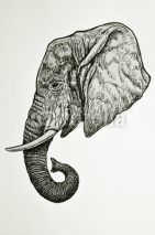Naklejki testa di elefante africano vista di profilo