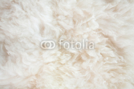 Fototapety sheep wool background