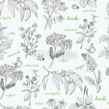 Naklejki Vector seamless pattern with herbs on a white background