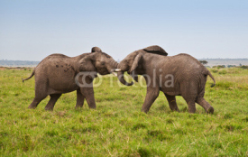 Naklejki fighting african elephants in the savannah - masai mara
