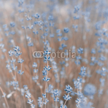 Fototapety Lavender Flowers Background