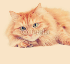Naklejki cute fluffy red  cat