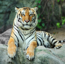 Fototapety tiger on rock
