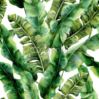 Watercolor pattern with magnificent banana palm leaves. Hand painted exotic greenery branch. Tropic plant isolated on white background. Botanical illustration. For design, print or background.