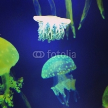 Naklejki Jellyfish