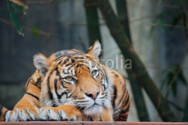 Fototapety Endangered Sumatran Tiger