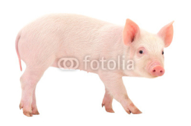 Fototapety Pig on white