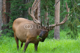 Naklejki Large bull elk grazing in summer grass in Yellowstone
