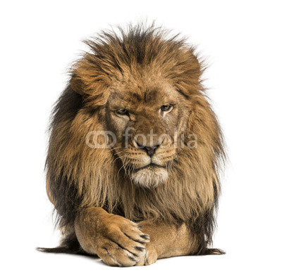 Front view of a Lion lying, crossing paws, Panthera Leo