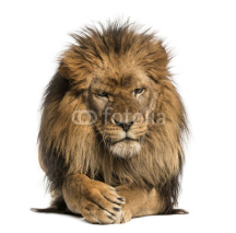 Fototapety Front view of a Lion lying, crossing paws, Panthera Leo