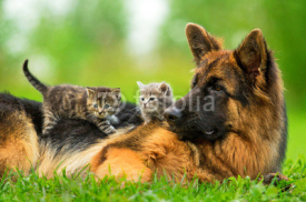 Fototapety German shepherd dog with two little kittens