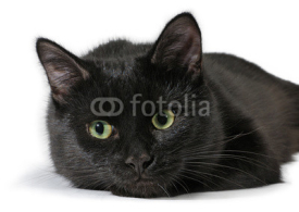 Naklejki Black cat lying on a white background, looking at camera