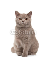 Naklejki Young british kitten on white background