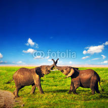 Fototapety Elephants playing on savanna. Safari in Amboseli, Kenya, Africa