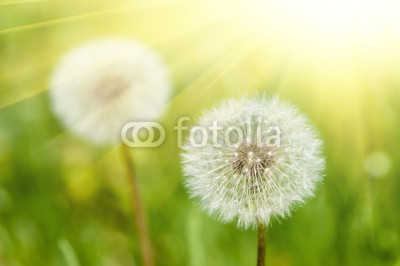 sunny meadow with dandelions
