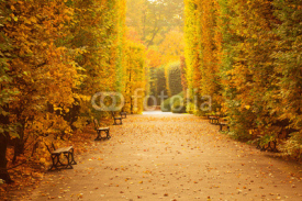 Naklejki Beautiful alley in the yellow autumnal park