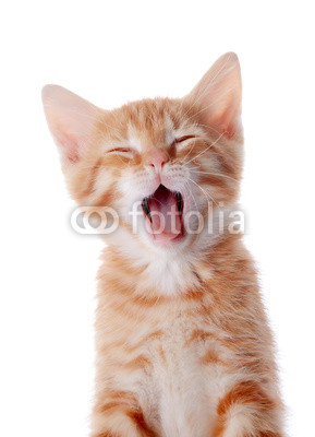 Portrait of a red yawning kitten.