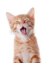 Naklejki Portrait of a red yawning kitten.