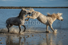 Fototapety kicking stallion