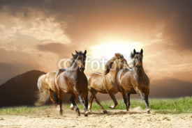 Fototapety horses run