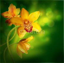 Fototapety Orchids in the drops of dew on a white background