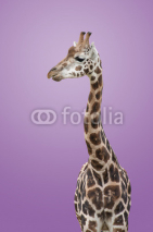 Fototapety Giraffe Isolated