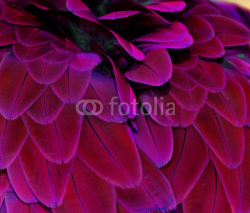 Naklejki Pink and Purple Feathers