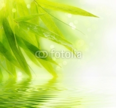 Naklejki Wet bamboo leaves with reflection in water.