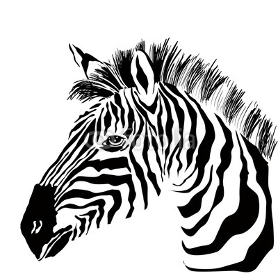Portrait of zebra on the white background
