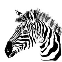 Naklejki Portrait of zebra on the white background