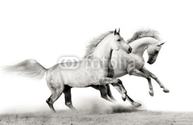 Fototapety stallions running
