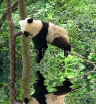 Naklejki panda