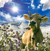 Fototapety Glückliche Schweizer Kuh :)