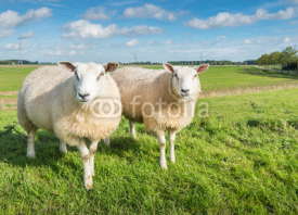 Naklejki Two curiously looking sheep