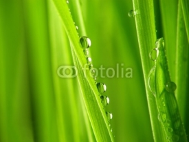 Naklejki Close-up of fresh green straws with water drops