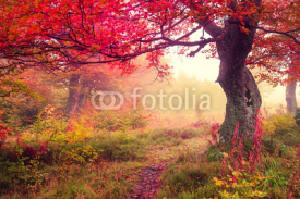 Fototapety autumn forest