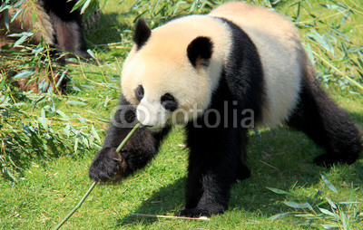 Panda géant d'un zoo mangeant du bambou
