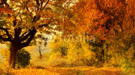 Naklejki Autumn Forest