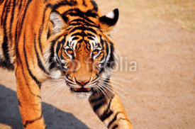 Naklejki bengal tiger
