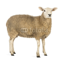 Naklejki Side view of a Sheep looking away