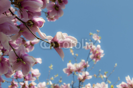 Fototapety magnolia