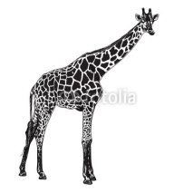 Obrazy i plakaty The vector of giraffe in chewing  posture