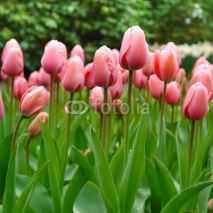 Fototapety Tulip flowers